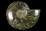Polished, Agatized Ammonite (Cleoniceras) - Madagascar #149174-1